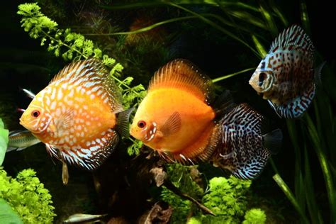 aquarium fish images|18 Most Beautiful Freshwater Aquarium Fish (With Pictures).
